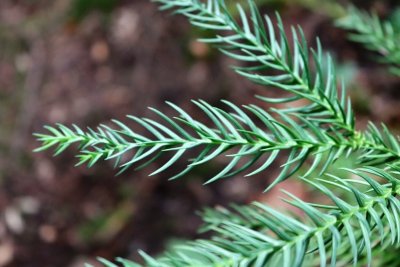 Cryptomeria japonica - kryptomerie japonská - jehlice